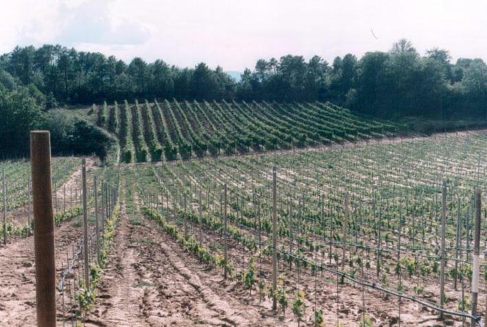 Agriturismo Campo Del Monte Campogialli Kültér fotó